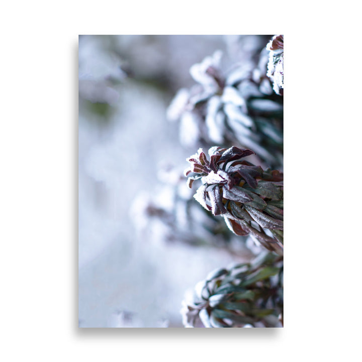 Poster - Rijp op bladeren, een moment in de natuur