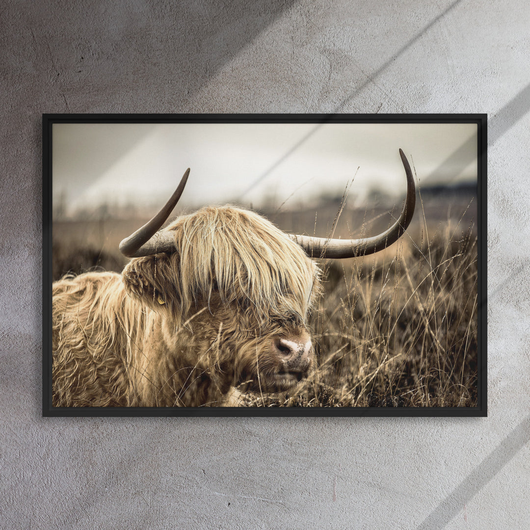 Leinwand - Highland Cattle Retro