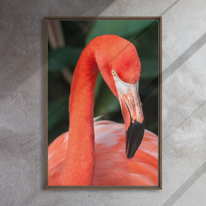 Leinwand - Flamingo, Phoenicopterus Ruber