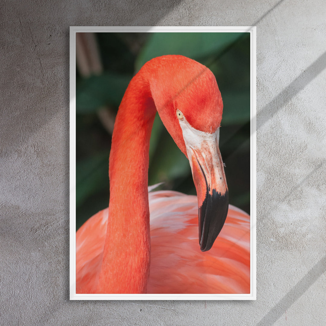 Leinwand - Flamingo, Phoenicopterus Ruber