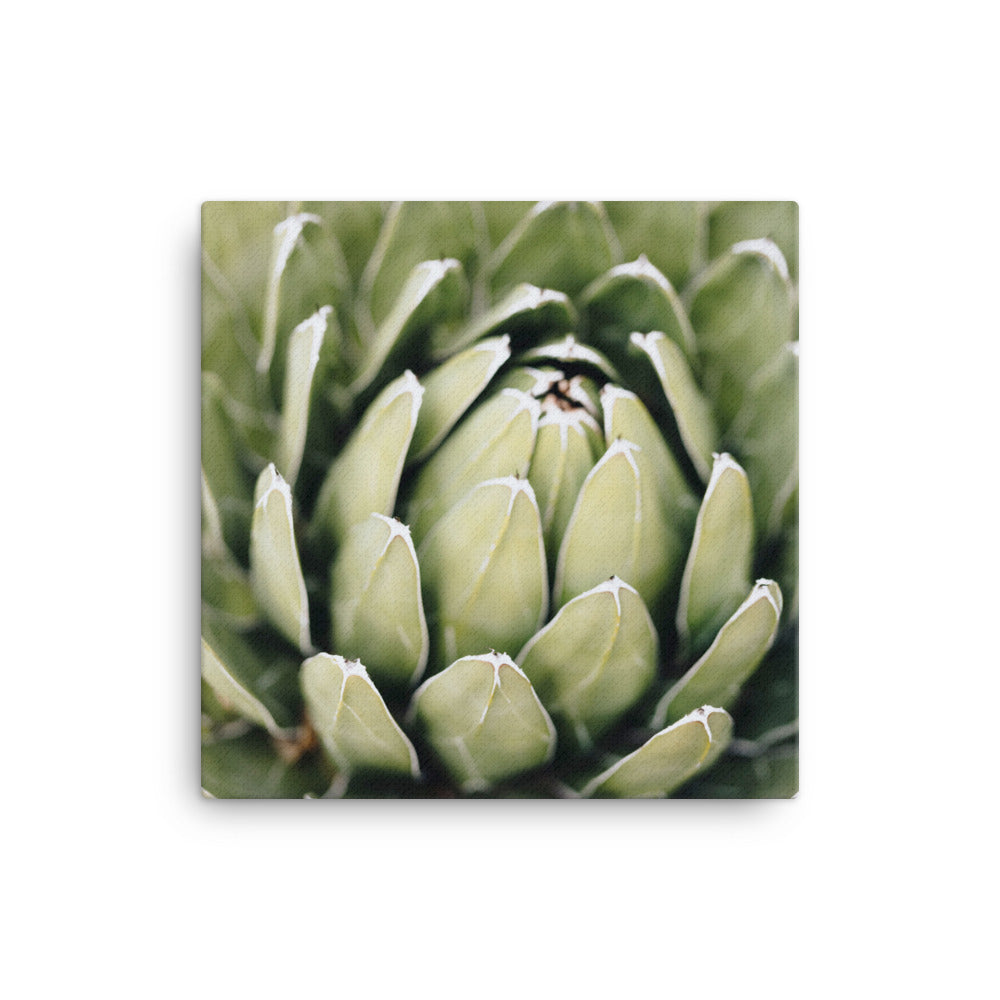 Leinwand - Cactus Flower II Kuratoren von artlia ohne Rahmen / 41x41 cm (16″×16″) artlia