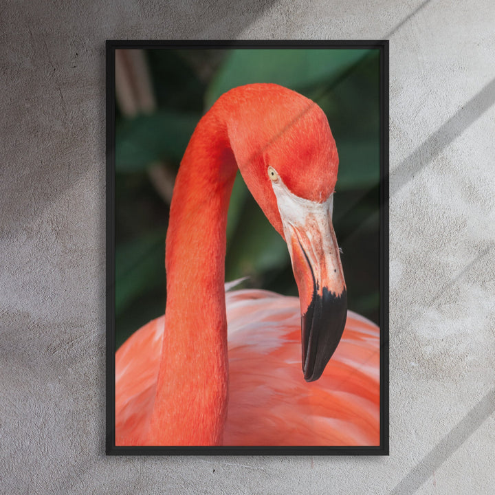Leinwand - Flamingo, Phoenicopterus Ruber Kuratoren von artlia artlia