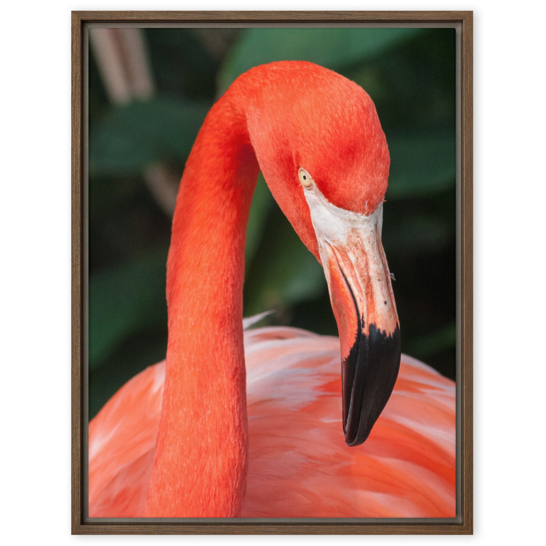 Leinwand - Flamingo, Phoenicopterus Ruber Kuratoren von artlia Braun / 46x61 cm (18″×24″) artlia