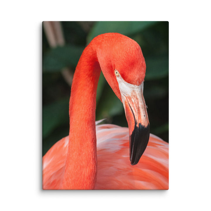 Leinwand - Flamingo, Phoenicopterus Ruber Kuratoren von artlia ohne Rahmen / 31x41 cm (12″×16″) artlia
