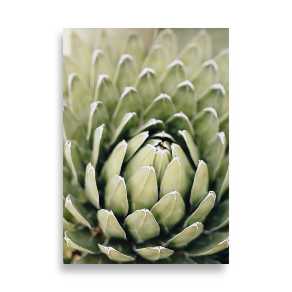 Poster - Cactus Flower II Kuratoren von artlia ohne Rahmen / 21×30 cm artlia