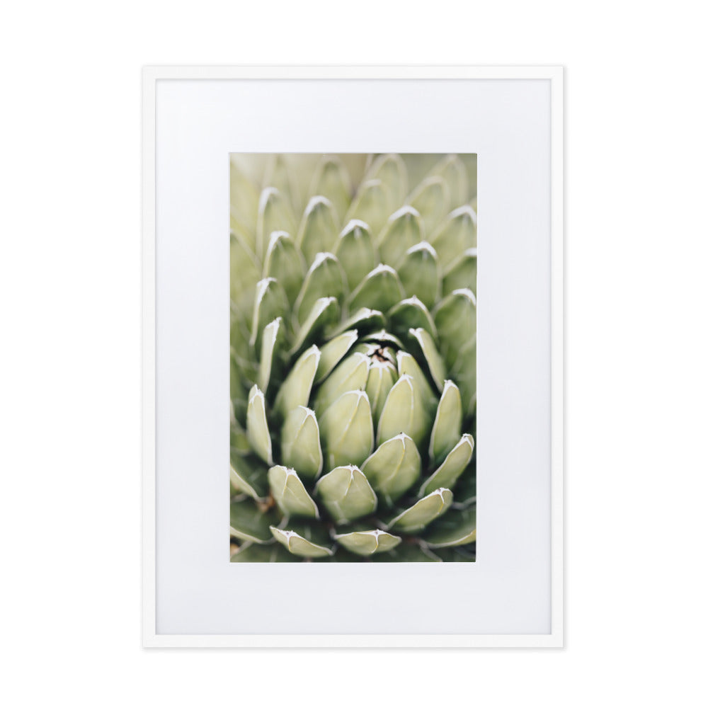 Poster mit Passepartout - Cactus Flower II Kuratoren von artlia Weiß / 50×70 cm artlia