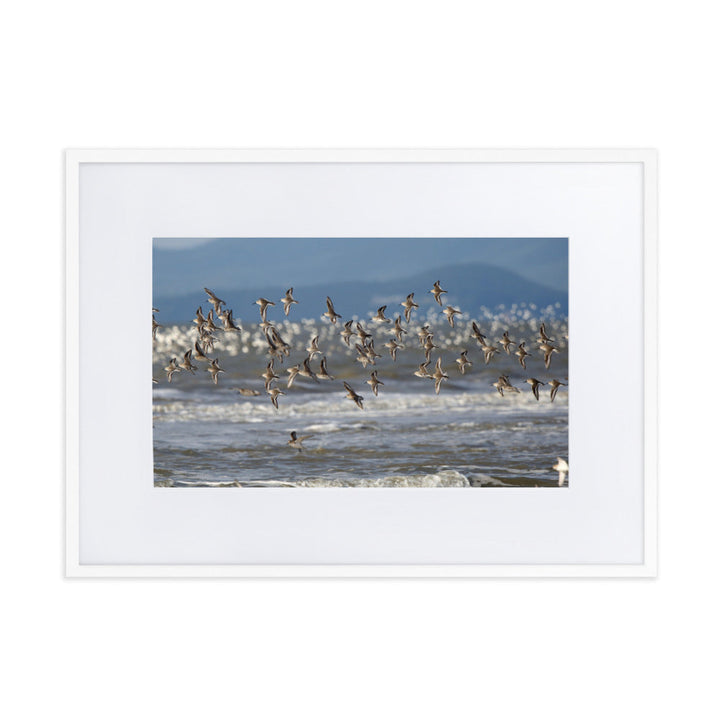 Poster mit Passepartout - Shorebirds Young Han Song Weiß / 50×70 cm artlia