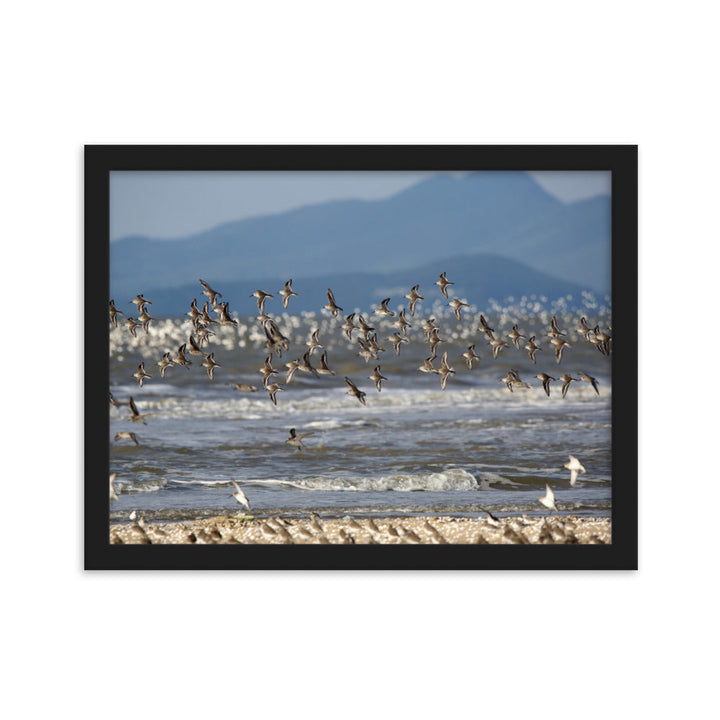 Poster mit Rahmen - Shorebirds Young Han Song Schwarz / 30×40 cm artlia