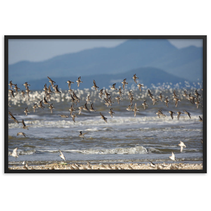 Poster mit Rahmen - Shorebirds Young Han Song Schwarz / 61×91 cm artlia