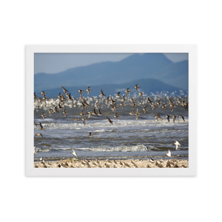 Poster mit Rahmen - Shorebirds Young Han Song Weiß / 30×40 cm artlia