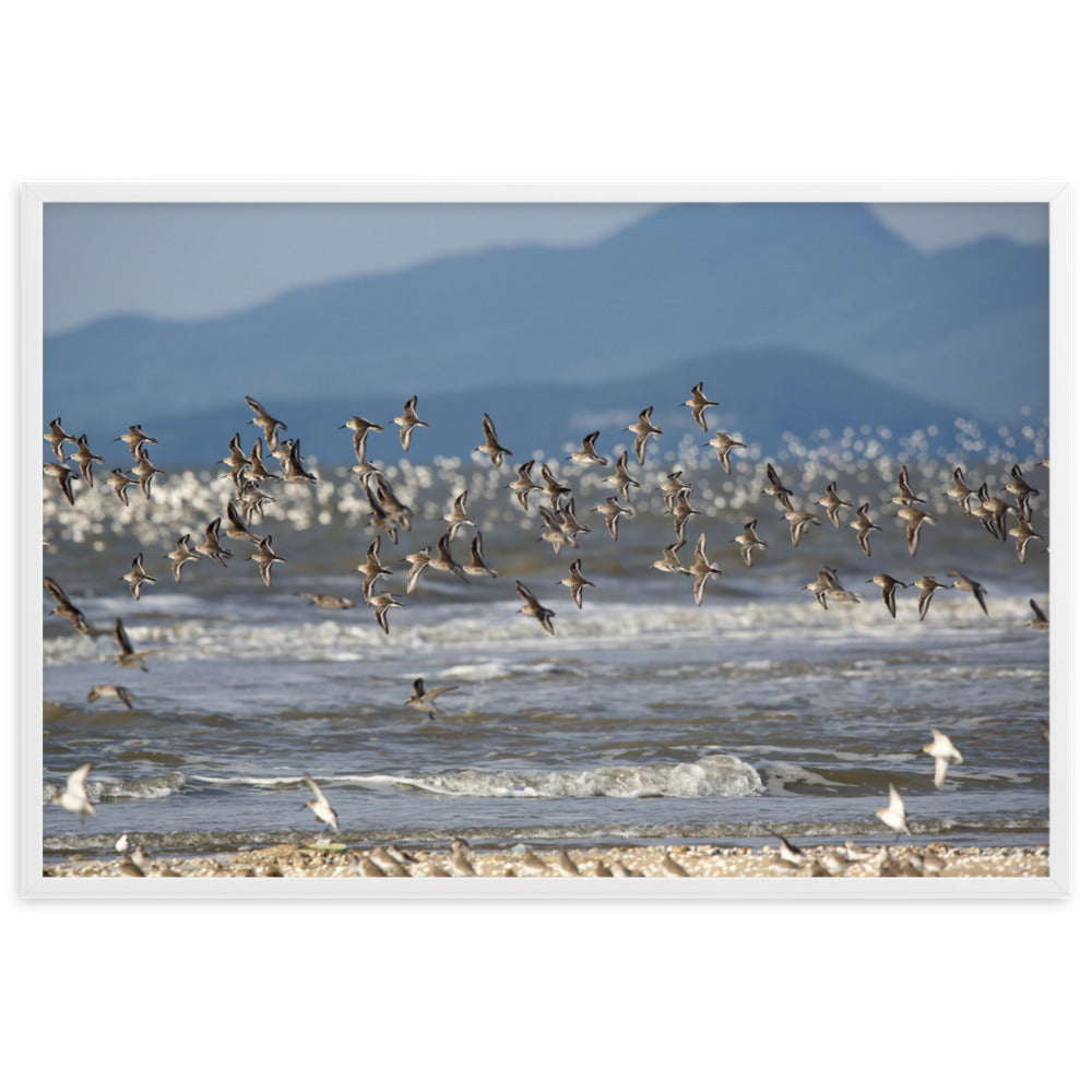 Poster mit Rahmen - Shorebirds Young Han Song Weiß / 61×91 cm artlia