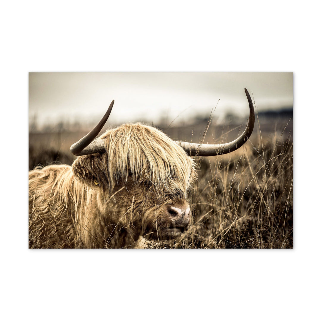 Postkarte - Highland Cattle Retro artlia