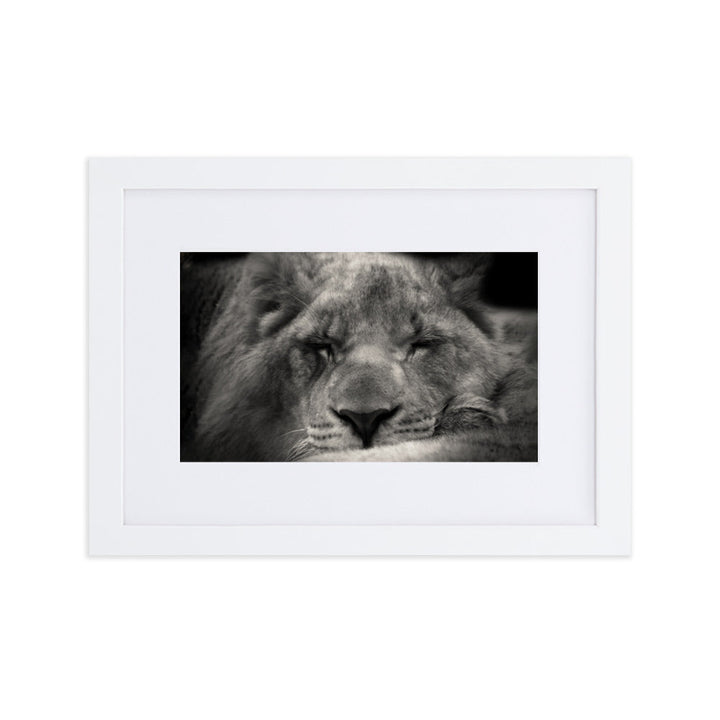 Entspannter Löwin Relaxed Lioness - Poster im Rahmen mit Passepartout artlia Weiß / 21×30 cm artlia