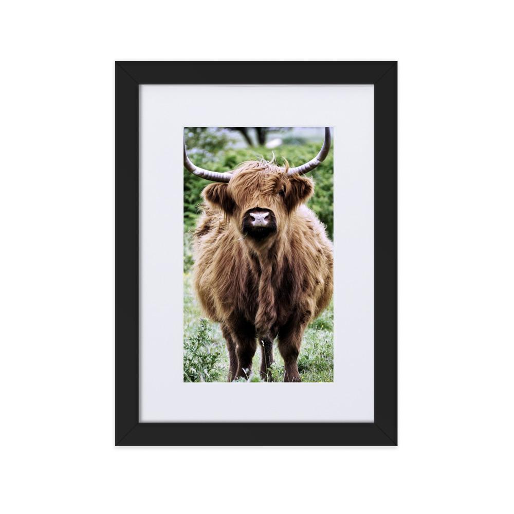 Highland cattle - Poster im Rahmen mit Passepartout artlia Schwarz / 21×30 cm artlia