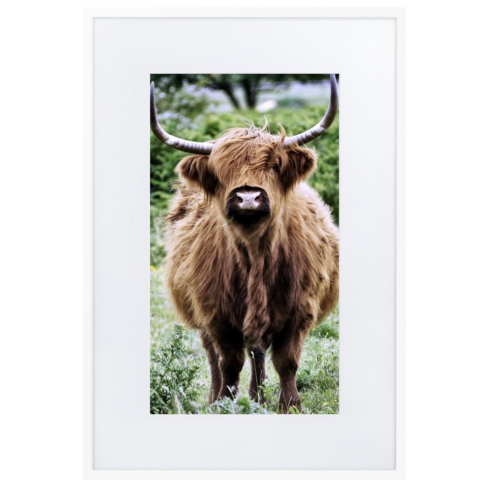 Highland cattle - Poster im Rahmen mit Passepartout artlia Weiß / 61×91 cm artlia