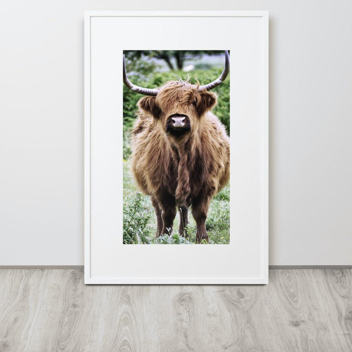 Highland cattle - Poster im Rahmen mit Passepartout Kuratoren von artlia artlia