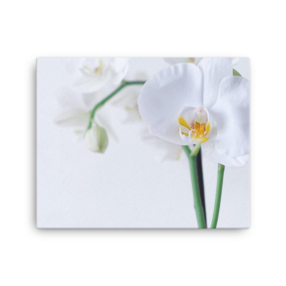 Orchid 03 - Leinwand Kuratoren von artlia 16×20 artlia