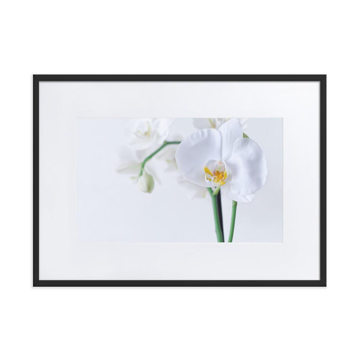 Orchid 03 - Poster im Rahmen mit Passepartout Kuratoren von artlia Schwarz / 50×70 cm artlia