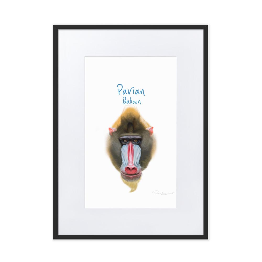 Pavian - Poster im Rahmen mit Passepartout dear.bon.vivant schwarz / 50×70 cm artlia