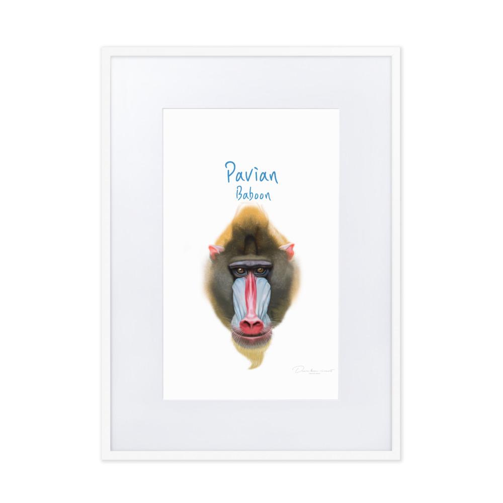 Pavian - Poster im Rahmen mit Passepartout dear.bon.vivant weiß / 50×70 cm artlia