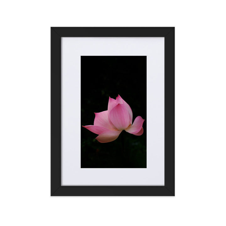 Poster mit Passepartout - Lotus Seerose Kuratoren von artlia Schwarz / 21×30 cm artlia