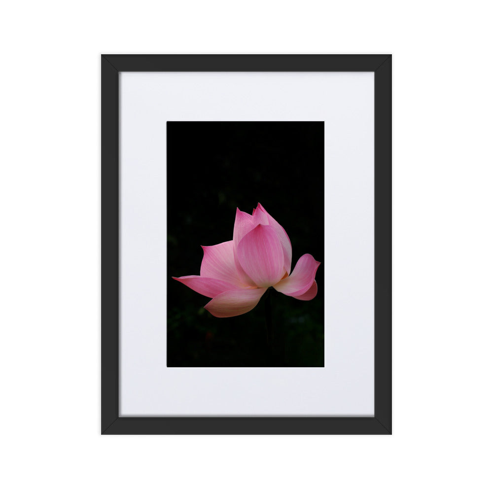 Poster mit Passepartout - Lotus Seerose Kuratoren von artlia Schwarz / 30×40 cm artlia