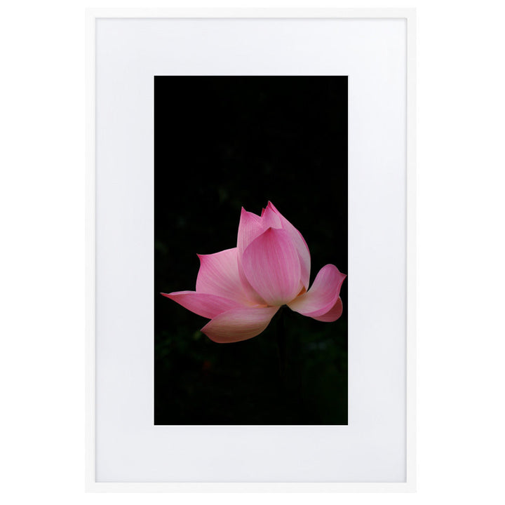 Poster mit Passepartout - Lotus Seerose Kuratoren von artlia Weiß / 61×91 cm artlia