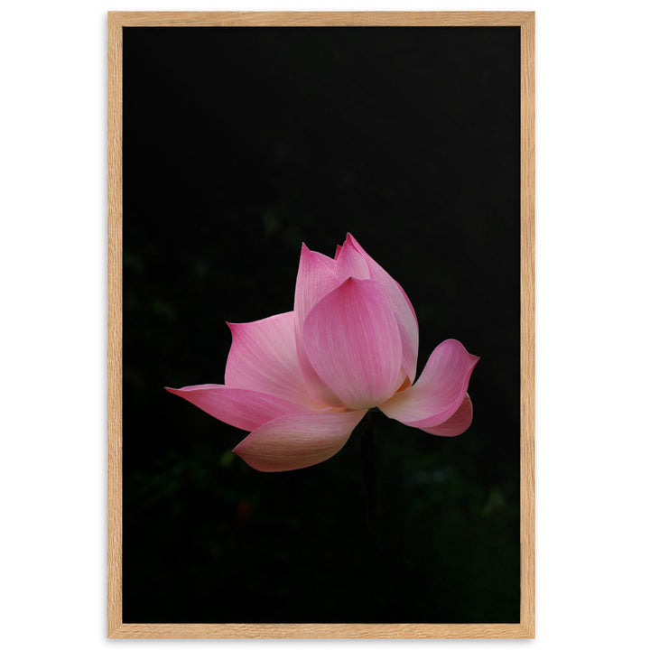 Poster mit Rahmen - Lotus Seerose Kuratoren von artlia Oak / 61×91 cm artlia