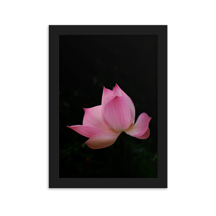 Poster mit Rahmen - Lotus Seerose Kuratoren von artlia Schwarz / 21×30 cm artlia