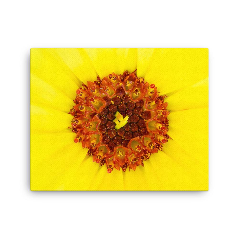 Ringelblume - Leinwand Werner Fiedler 41x51 cm artlia