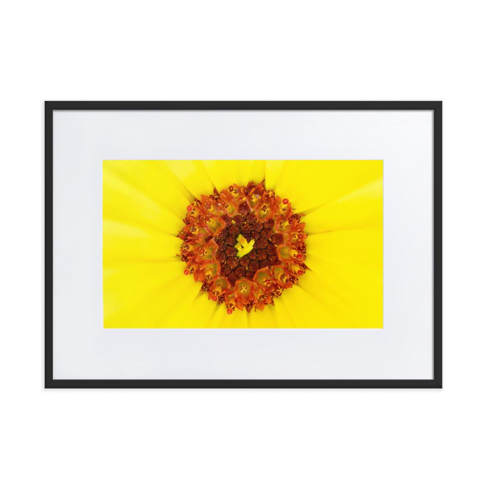 Ringelblume - Poster im Rahmen mit Passepartout artlia Schwarz / 50×70 cm artlia