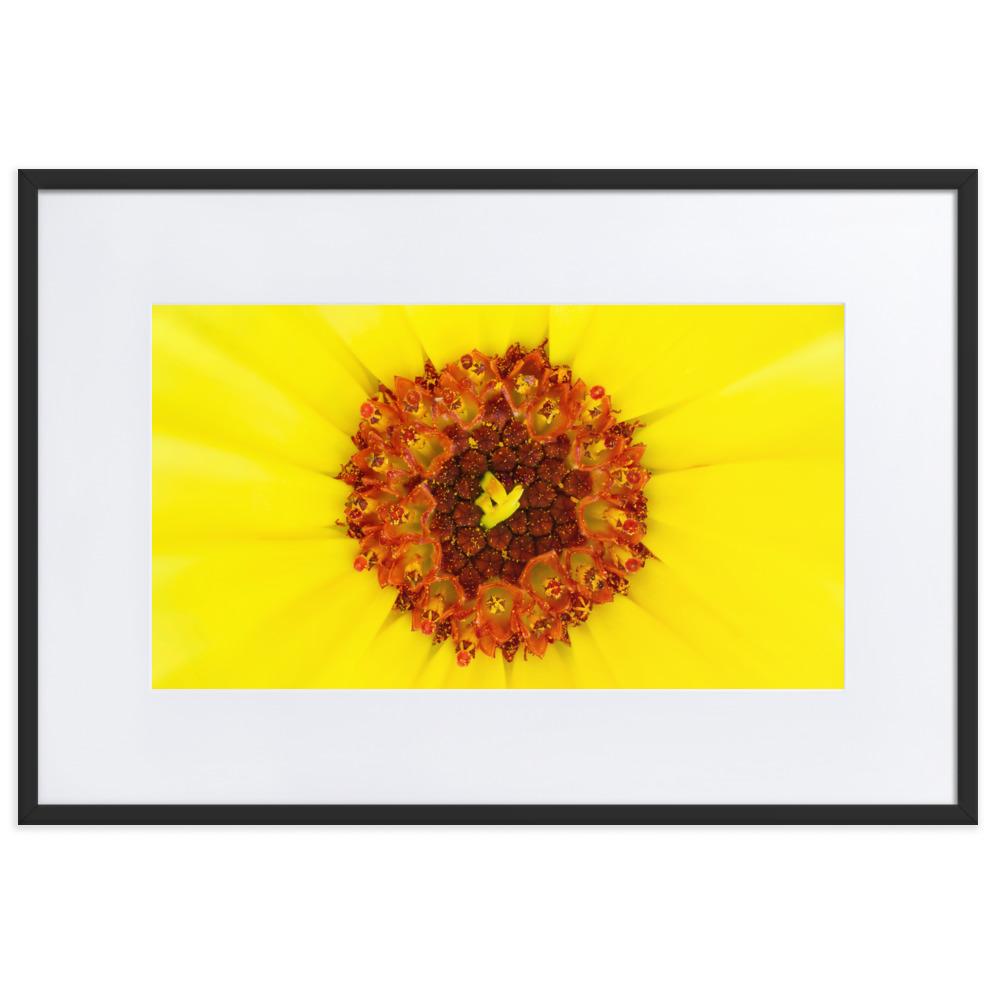 Ringelblume - Poster im Rahmen mit Passepartout artlia Schwarz / 61×91 cm artlia