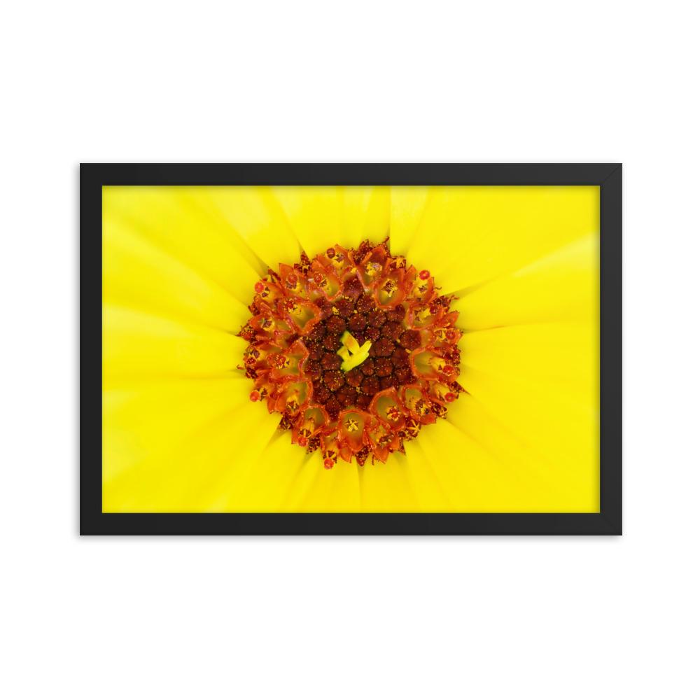 Ringelblume - Poster im Rahmen Werner Fiedler schwarz / 30x45 cm artlia