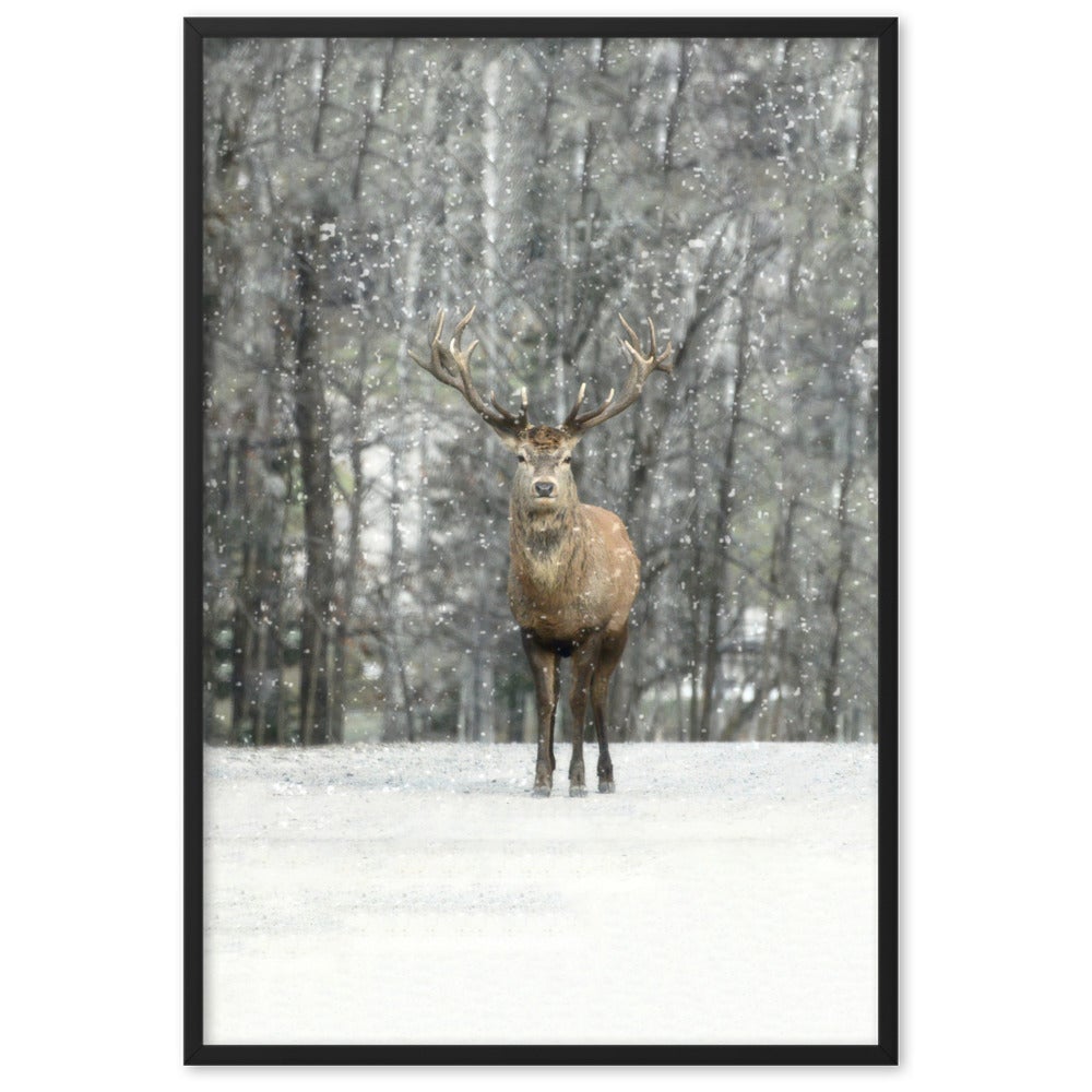 Rotwild im Schnee - Poster im Rahmen artlia Schwarz / 61×91 cm artlia