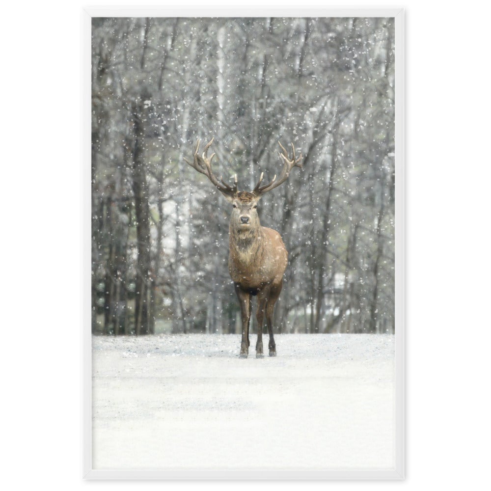 Rotwild im Schnee - Poster im Rahmen artlia Weiß / 61×91 cm artlia