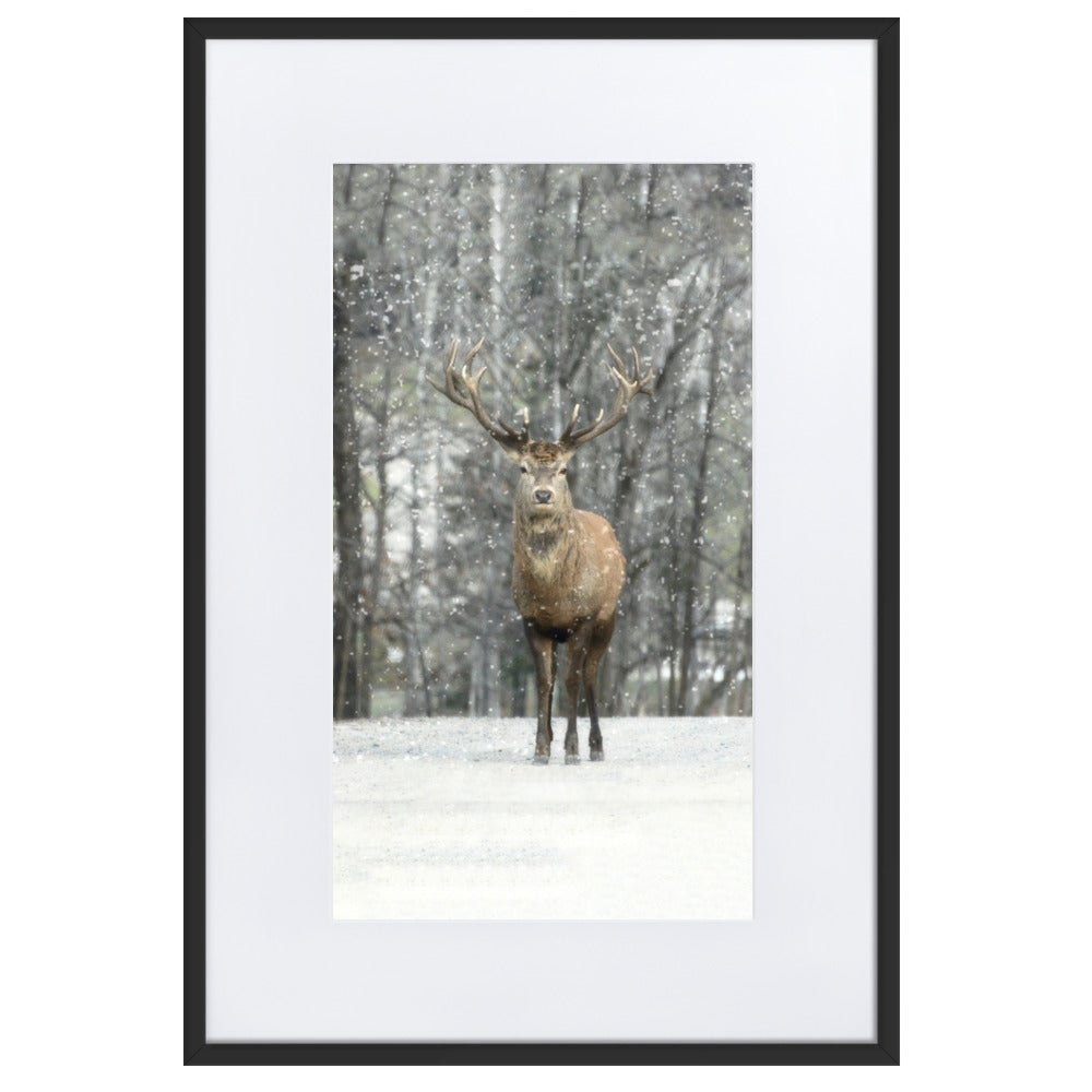 Rotwild im Schnee - Poster im Rahmen mit Passepartout artlia Schwarz / 61×91 cm artlia